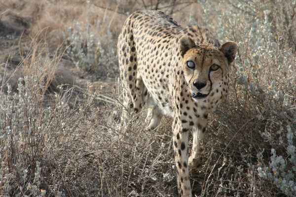 Halbblinder Gepard