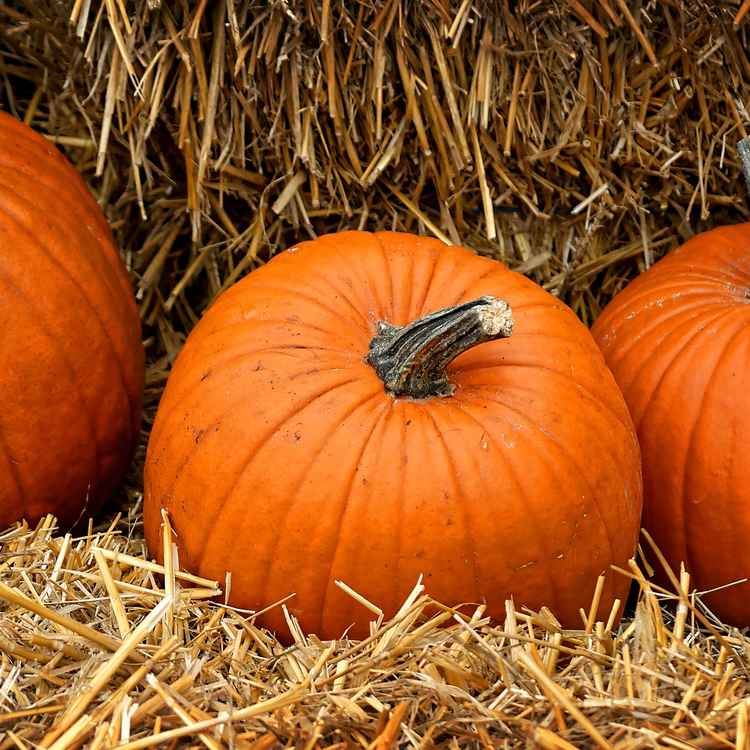 Herbstzeit I