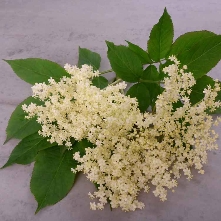 Holunderblüte mit Blättern