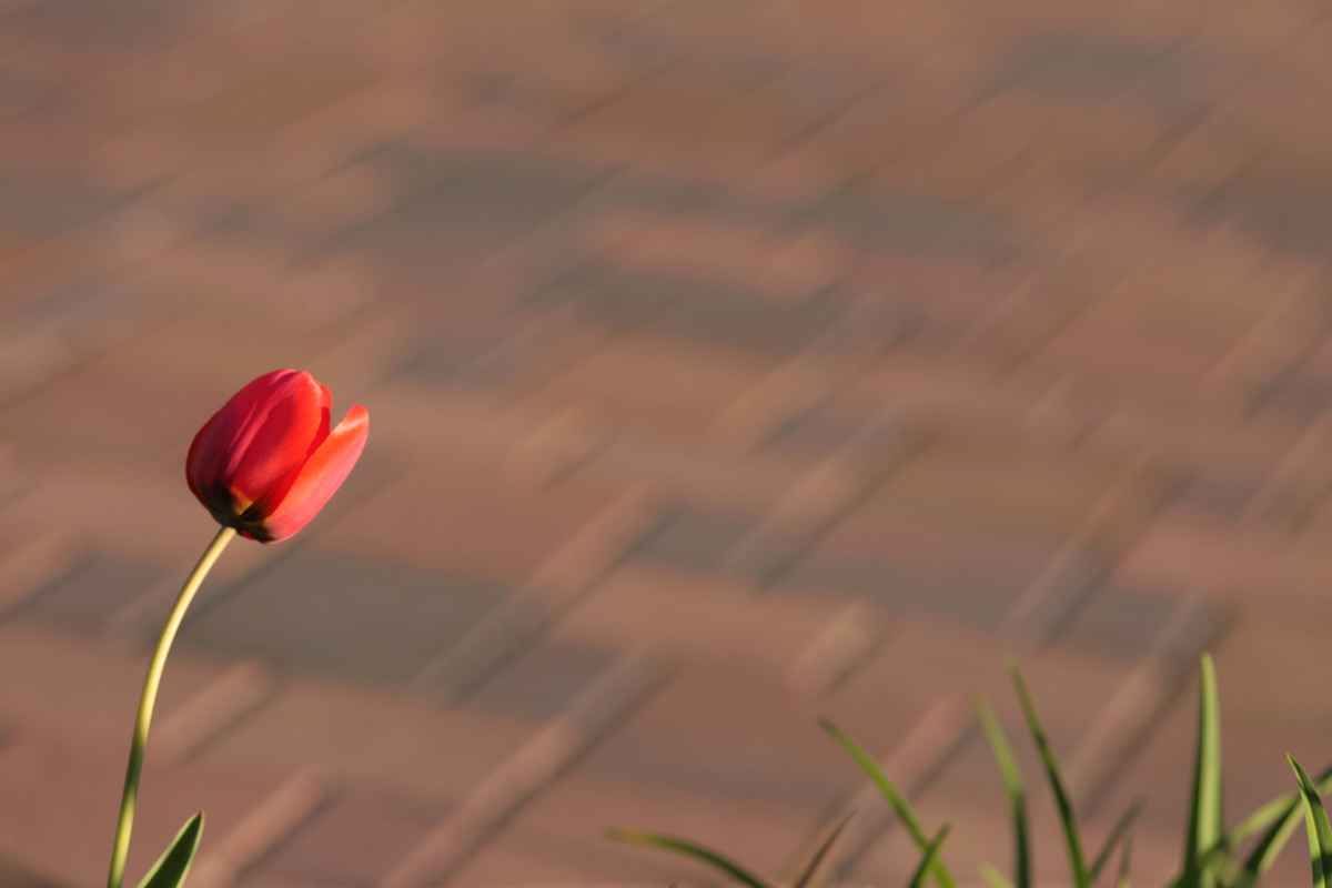 Rote Tulpe