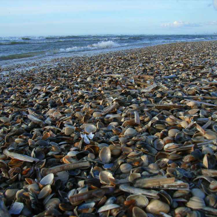 Muschelstrand