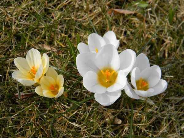 Krokuss-gelb-weiß