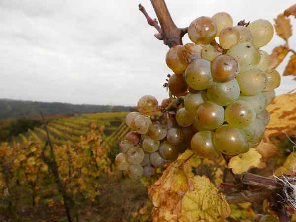 Späte Trauben