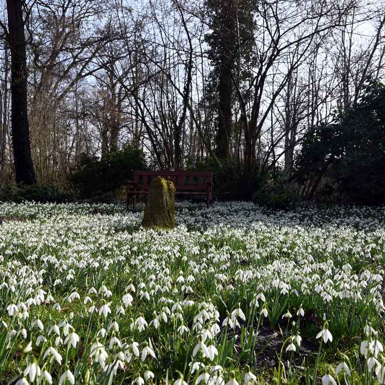 Bank bei dem Bl&uuml;tenmeer