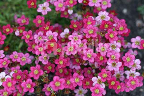 Lauter kleine rosa Blüten