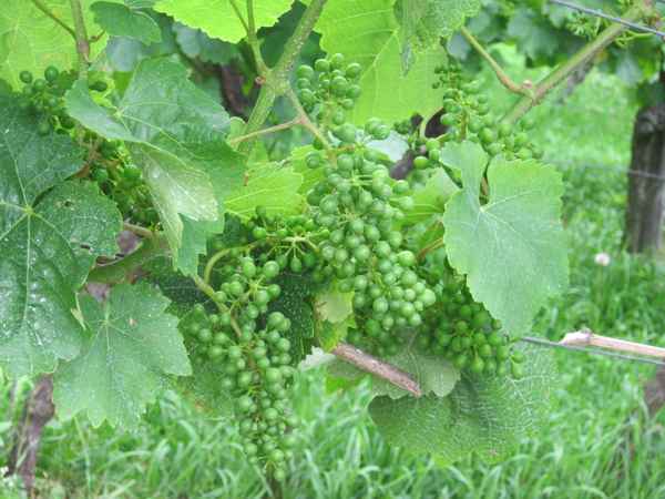 noch nicht flüssig ;-)