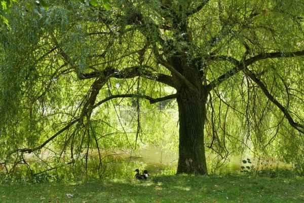 kleine Idylle am See