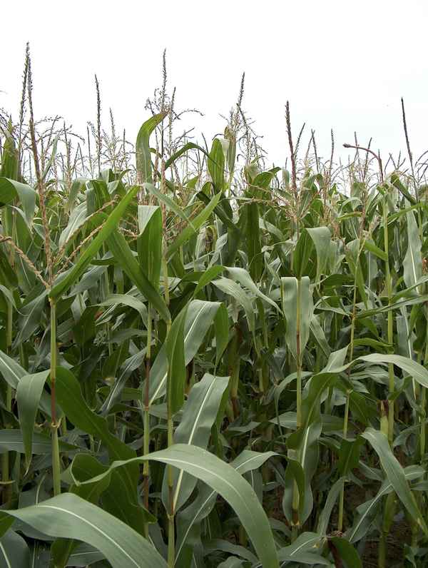 Maisfeld