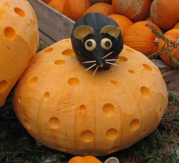 Kürbismäuschen auf Kürbiskäse