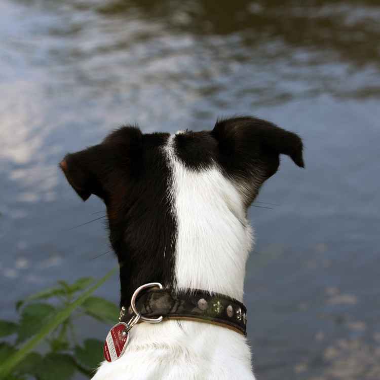SID Sehnsucht Wasser