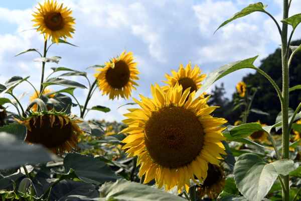 Sommer im Sonnenblumenfeld