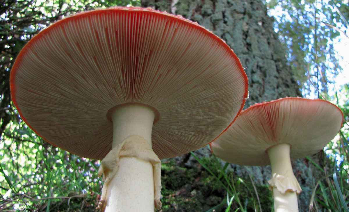 Auch von unten sind wir schön !