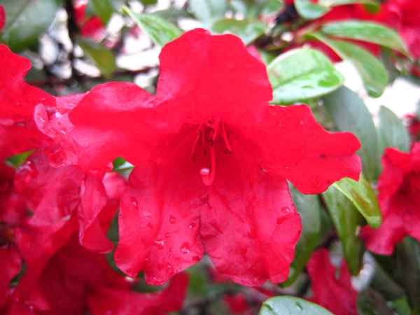 Rhododendron-Blüte in Pink
