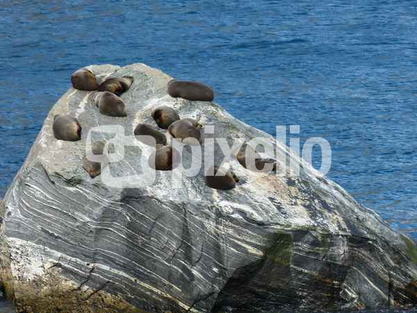 Am Milford Sound (Neuseeland) 4