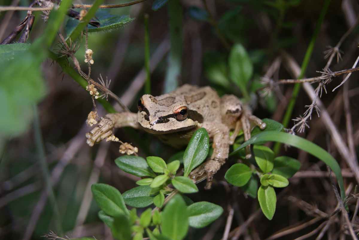 Frosch