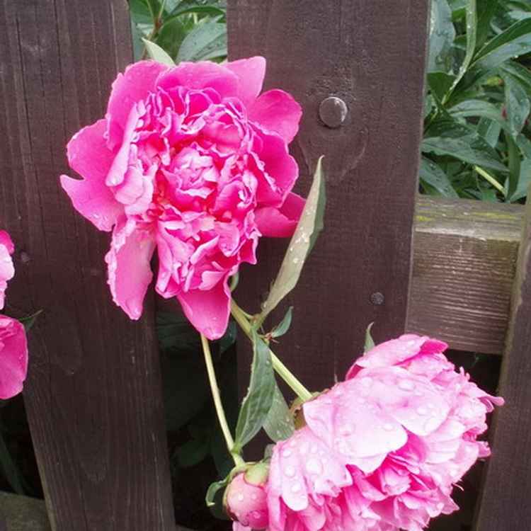Pfingsrosen am Holzzaun