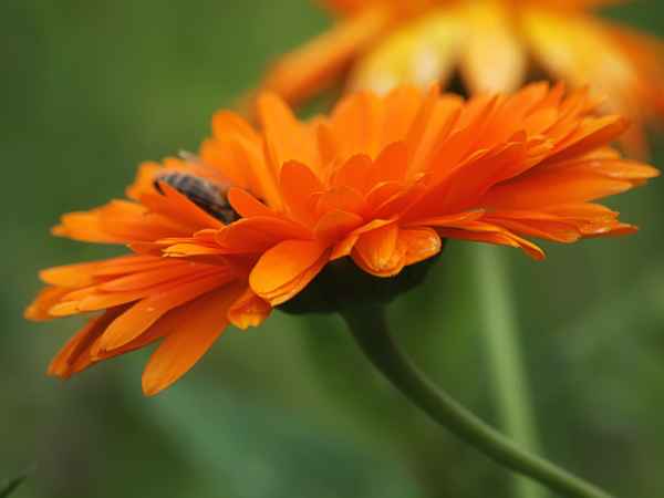 schöne Blüte mit Besuch