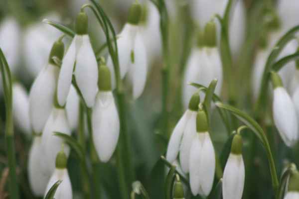 Schneeglöckchen