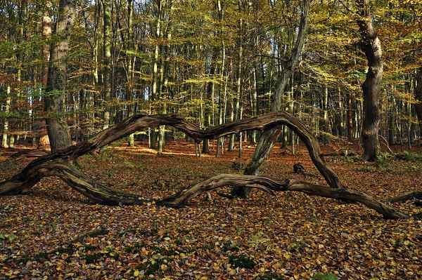 Waldspaziergang