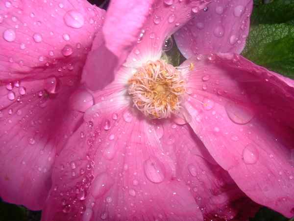Hagebuttenblüte