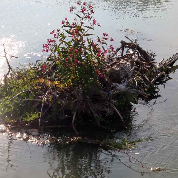 Insel im Fluss