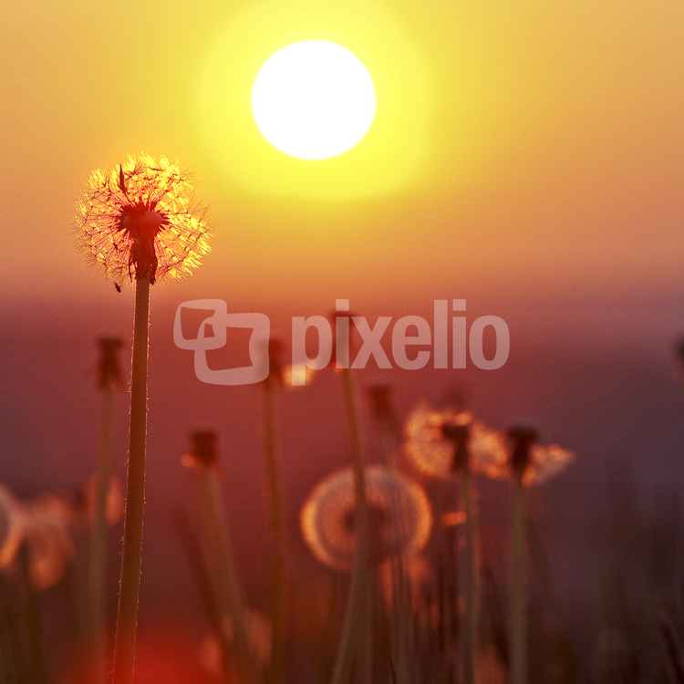 Lichtfülle