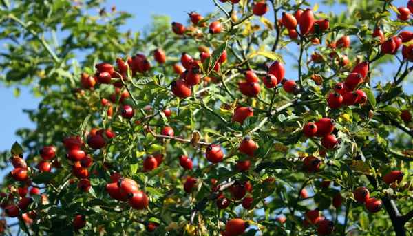 Rosenstrauch mit Hagebutten