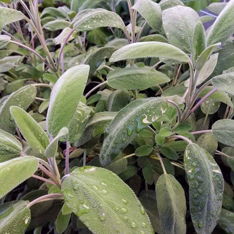 Salbei (Salvia officinalis)