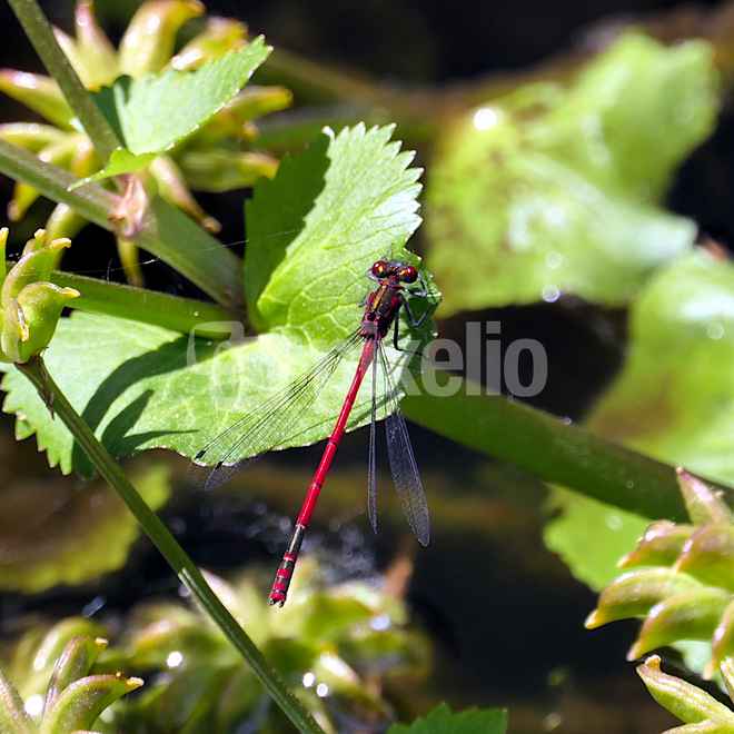 Libelle