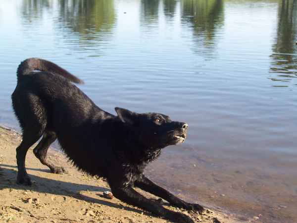 Nun mach schon...schmeiß das Stöckchen!