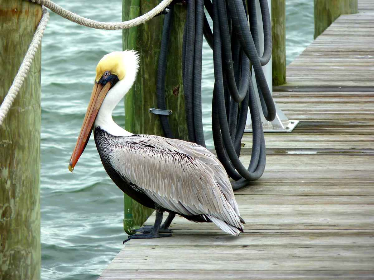 Pelikan auf einem Steg, Florida