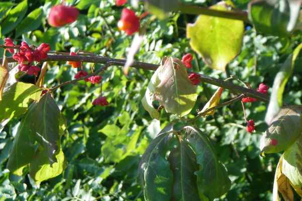 Rote Herbstblüten