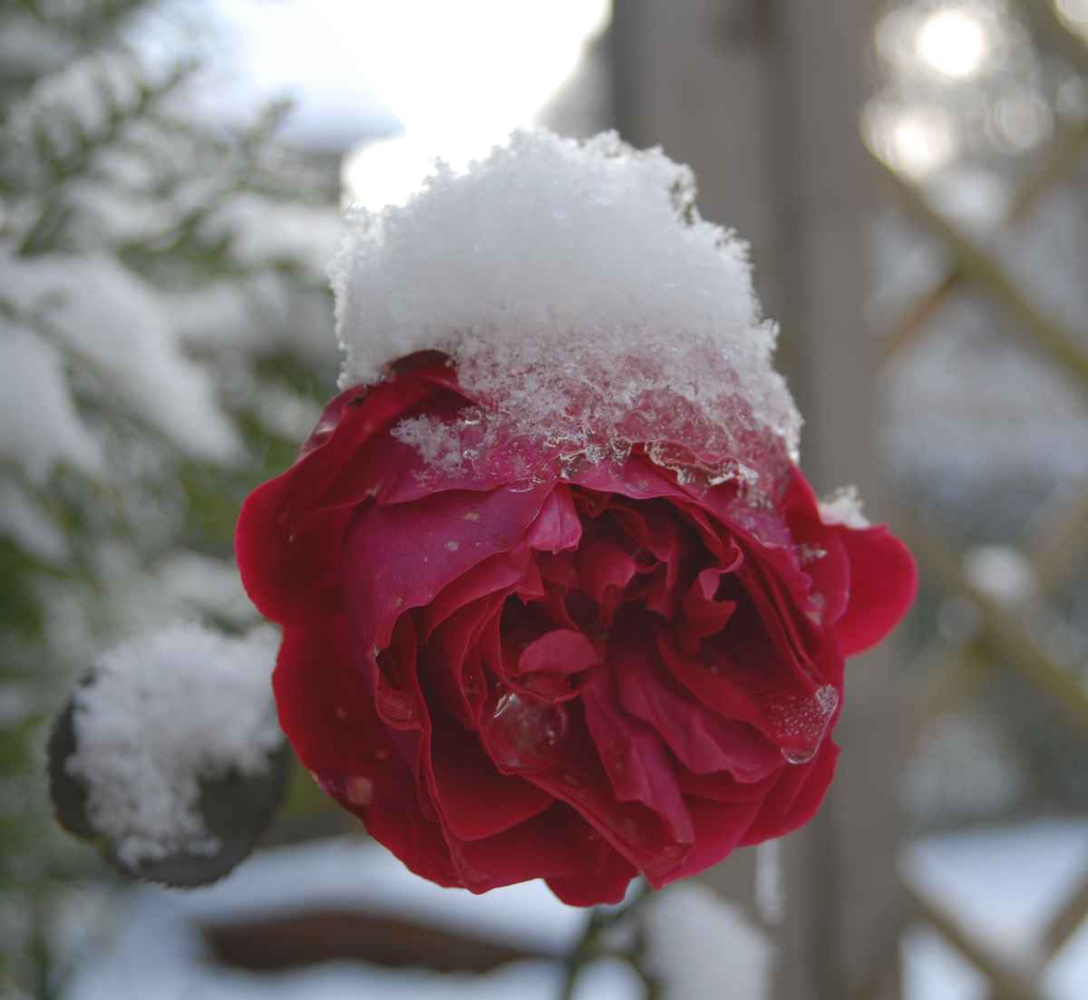 Rose im Schnee