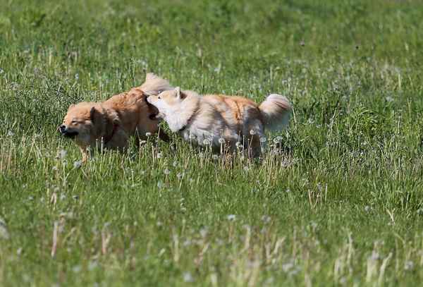 Spielen in der Wiese