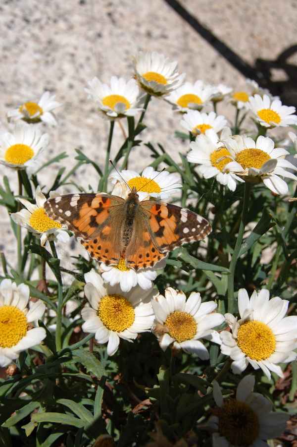 Ein_Distelfalter_auf_einer_Margaritenpflanze.