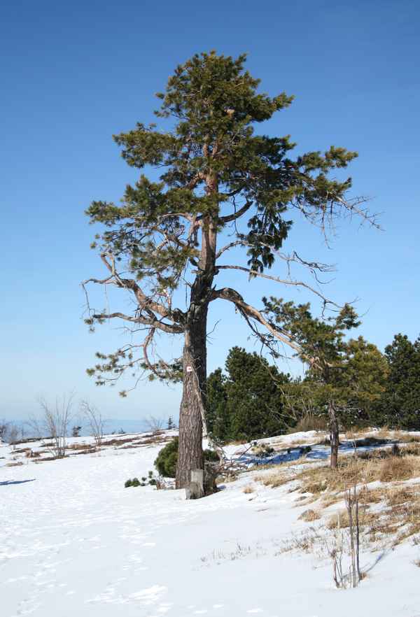 kiefer im schnee