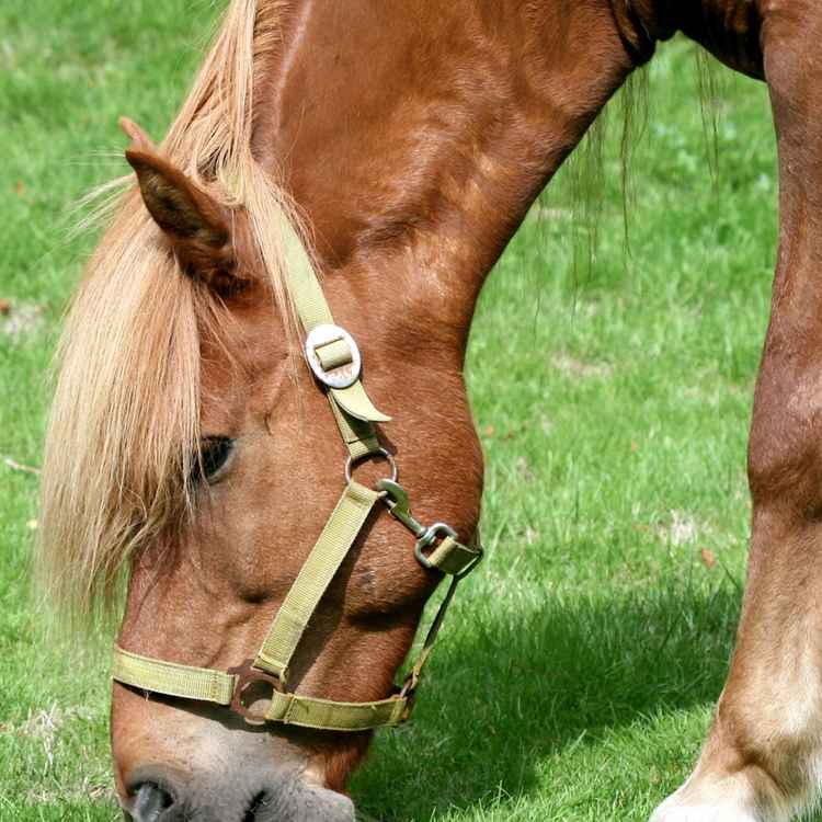 Grasendes Islandpferd