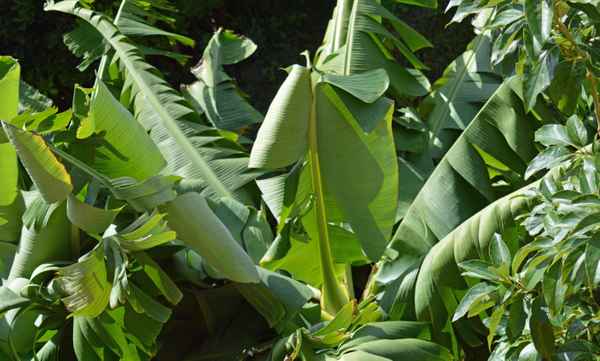 Bananenstaude