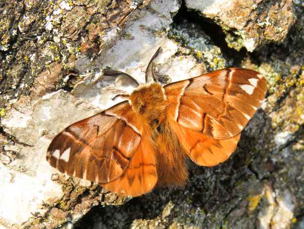 Birkenspanner (Endromis versicolora), Männchen in der Sonne