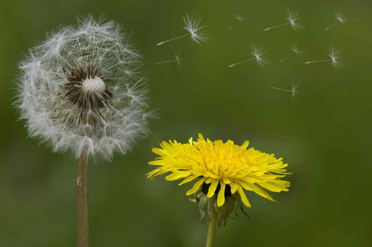 Löwenzahn und Pusteblume