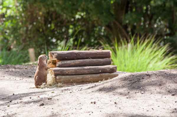 Holzstapelnder Präriehund