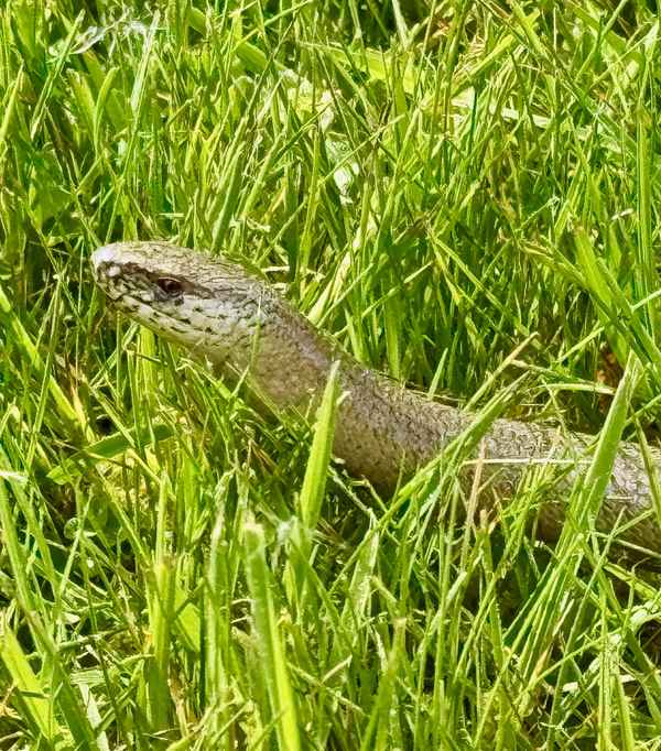 Blindschleiche im Gras