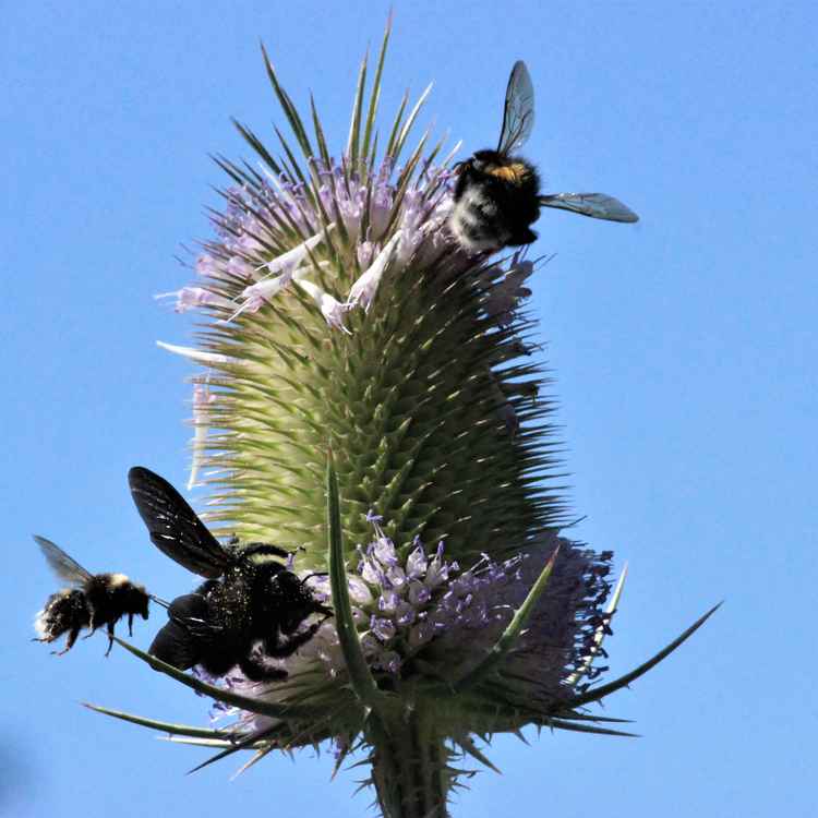 Nahrungskonkurenz.....?