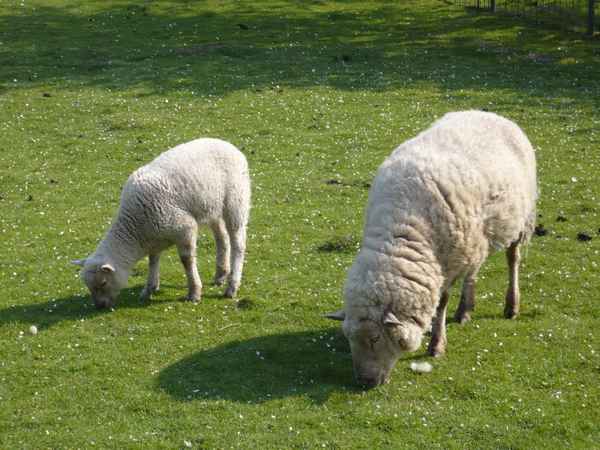 Schafe im Sauerland
