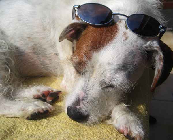 Mylo chillt in der Sonne
