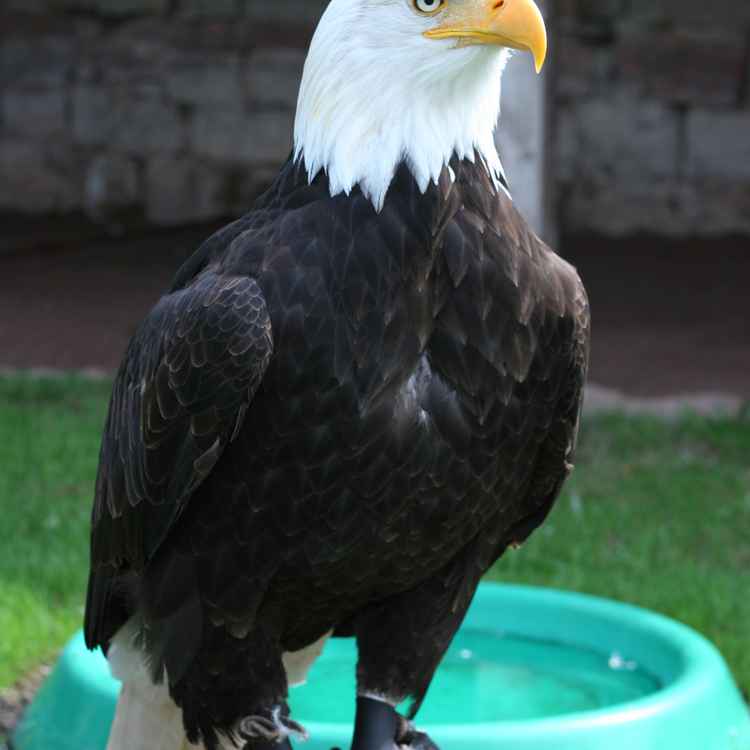 Weisskopfseeadler
