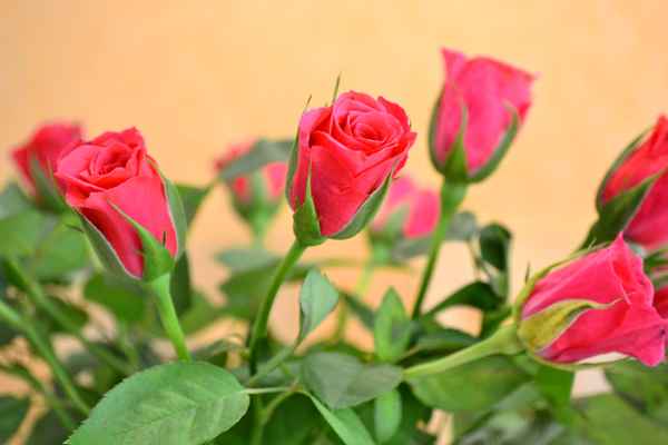 in Liebe...