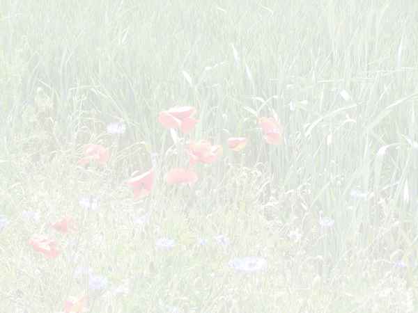 Mohnblumen Briefpapier 2