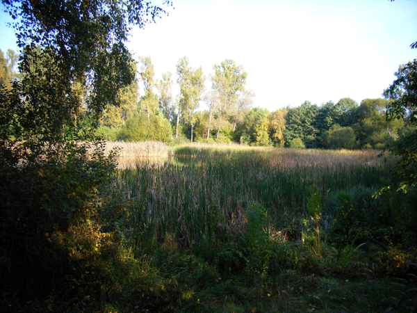 Hier leben Wasserschildkröten