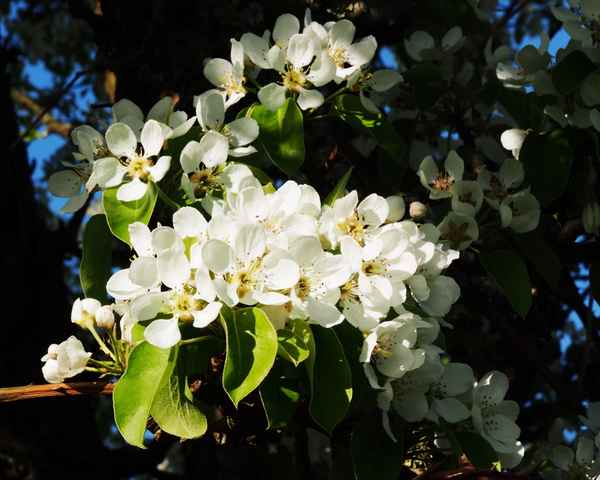 birnenblüte im sonnenlicht